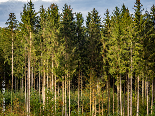 Wiederaufforstung im Mischwald im Herbst