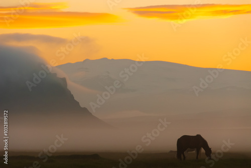 Horse in fog in Iceland.