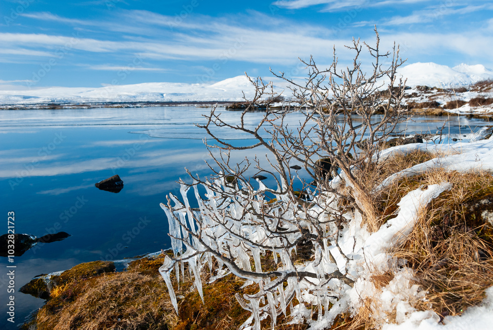 Frozen tree branches at Lake Þingvallavatn in Iceland Frozen tree branches at Lake Þingvallavatn in Iceland