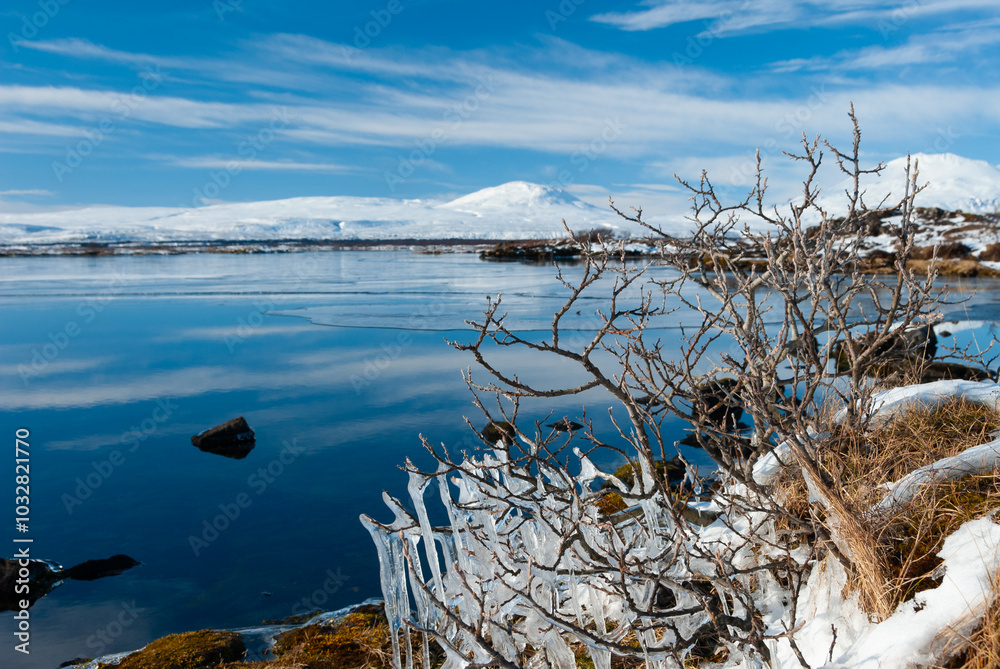 Frozen tree branches at Lake Þingvallavatn in Iceland Frozen tree branches at Lake Þingvallavatn in Iceland