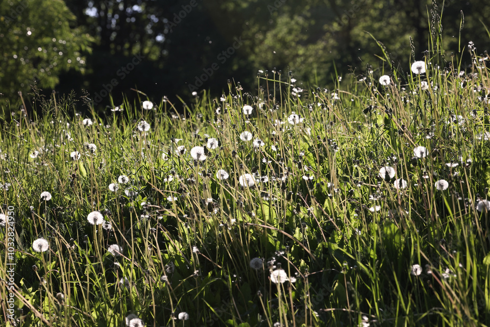 Obraz premium A Serene View Of A Sunlit Field Filled With Dandelions Under A Clear Sky, Capturing The Calm Essence Of Nature...