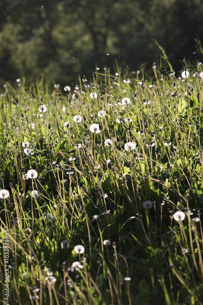 Fototapeta premium A Peaceful Meadow Filled With Blooming Dandelions, Bathed In Sunlight. The Green Foliage And White Flowers Create A Tranquil And Natural Scene Perfect For Relaxation And Nature Themes...