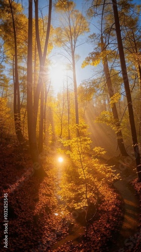 A ray of light in the autumn morning forest, an orange atmosphere.