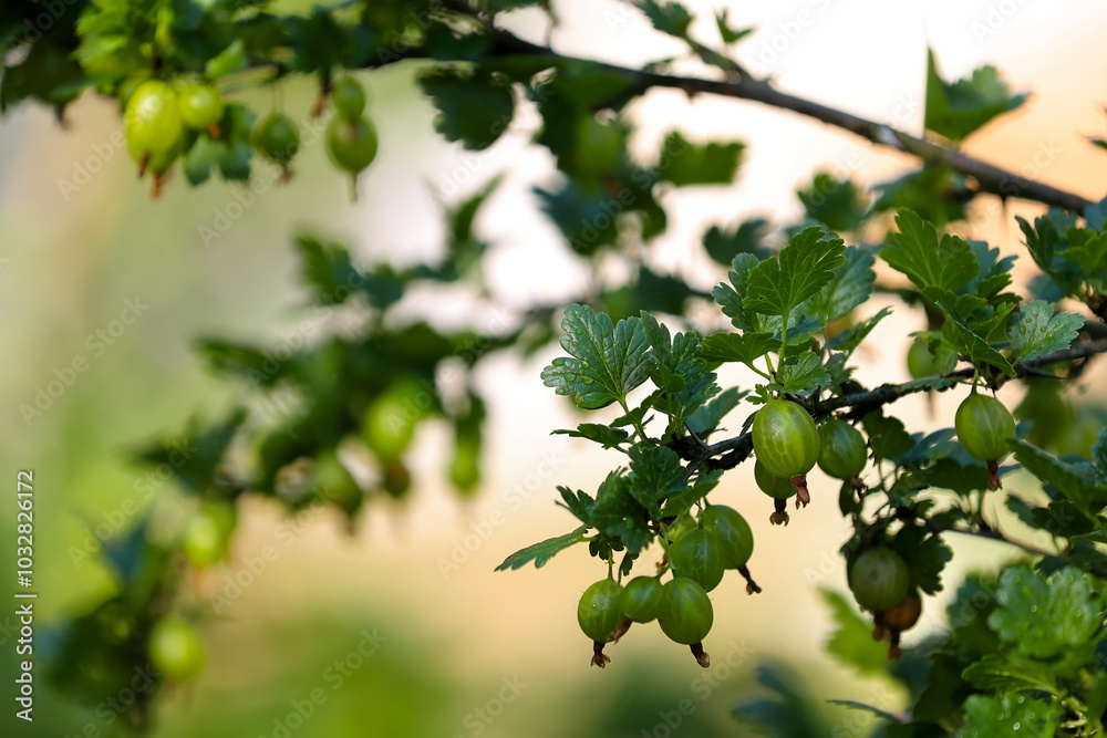 Vibrant Green Gooseberries Hang From A Lush Branch, Basking In Sunlight. This Close-Up Image Captures The Natural Beauty And Freshness Of The Plants In A Garden Setting... Vibrant Green Gooseberries Hang From A Lush Branch, Basking In Sunlight. This Close-Up Image Captures The Natural Beauty And Freshness Of The Plants In A Garden Setting...
