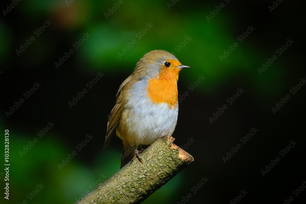 European robin. Bird on a branch. Blurred background. Animals in wild nature. Photo for wallpaper or background. European robin. Bird on a branch. Blurred background. Animals in wild nature. Photo for wallpaper or background.