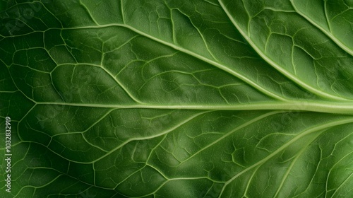 Macro Close-up of a Vibrant Green Cabbage Leaf with Detailed Veins Texture