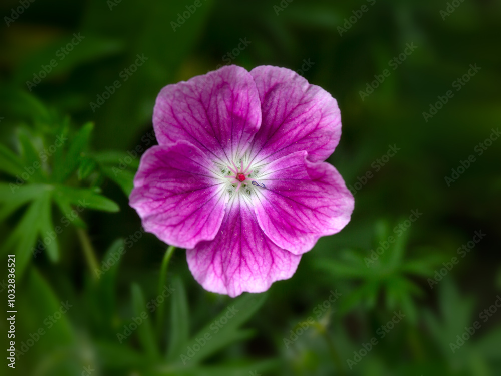 Closeup of a single flower of Geranium 'Elke' in a garden in early summer Closeup of a single flower of Geranium 'Elke' in a garden in early summer
