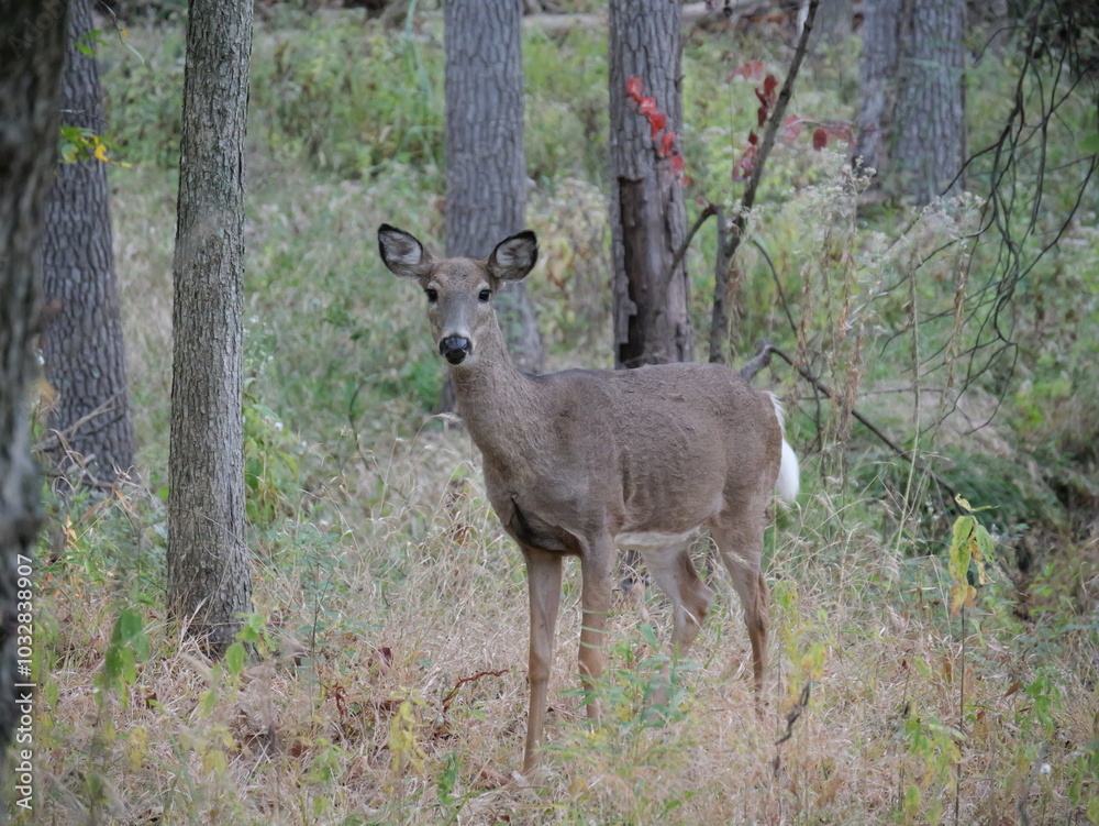 White Tailed Deer Losing Homes in Growing Suburbs White Tailed Deer Losing Homes in Growing Suburbs