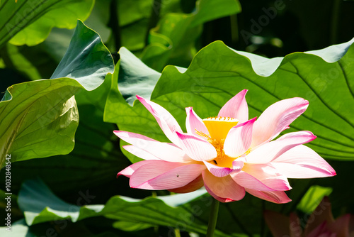 Beautiful image of an Indian Lotus. The pink petals of the flower stretching up to the sun. The darker edges standing out against the lighter. Large green leaves are all around like pads. photo