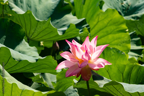 Beautiful image of an Indian Lotus. The pink petals of the flower stretching up to the sun. The darker edges standing out against the lighter. Large green leaves are all around like pads. photo