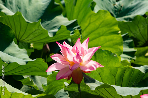 Beautiful image of an Indian Lotus. The pink petals of the flower stretching up to the sun. The darker edges standing out against the lighter. Large green leaves are all around like pads. photo