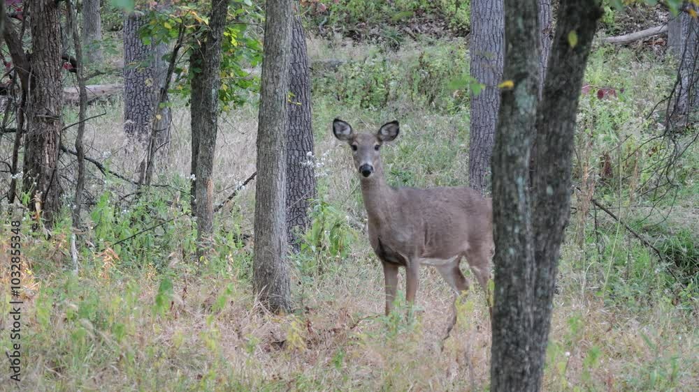 White Tailed Deer Losing Homes in Growing Suburbs White Tailed Deer Losing Homes in Growing Suburbs
