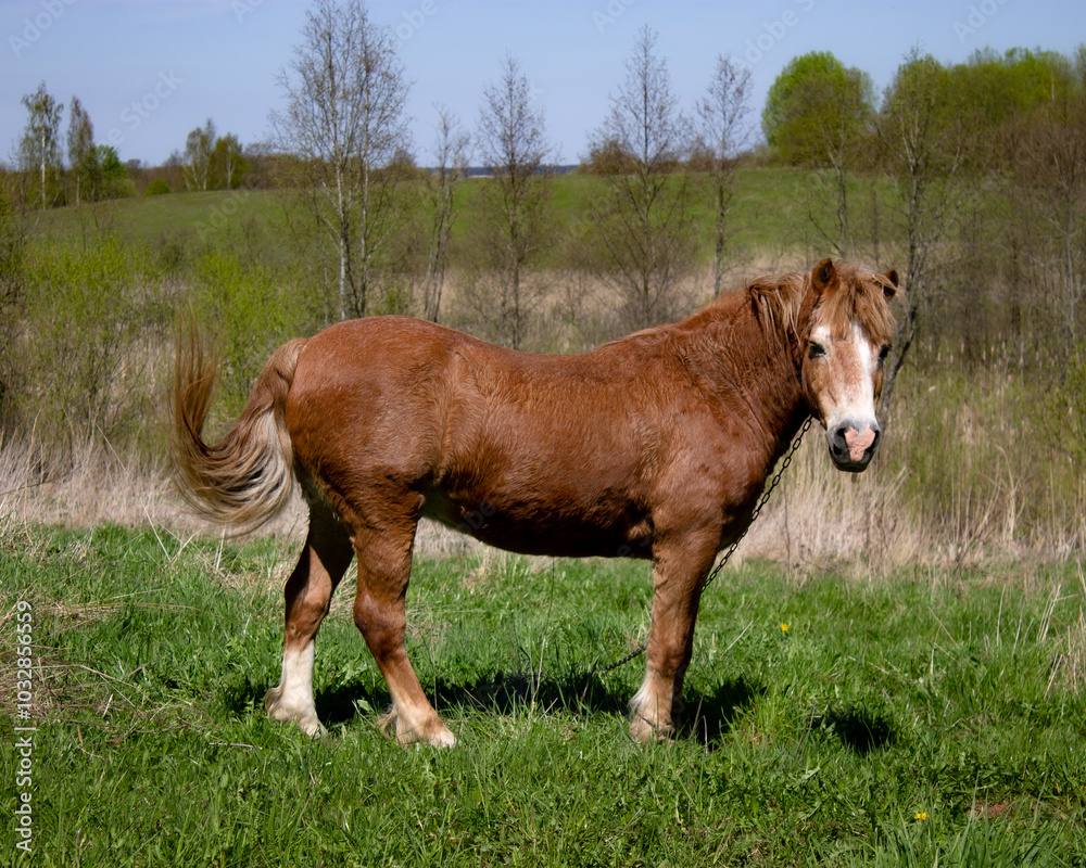 animal, pasture, nature, horse, grass, farm, mammal, equine, field, outdoor, green, meadow, spring, summer, wild, grazing, landscape, stallion, brown, herd, beautiful, equestrian, pet, outdoors, cute, animal, pasture, nature, horse, grass, farm, mammal, equine, field, outdoor, green, meadow, spring, summer, wild, grazing, landscape, stallion, brown, herd, beautiful, equestrian, pet, outdoors, cute,