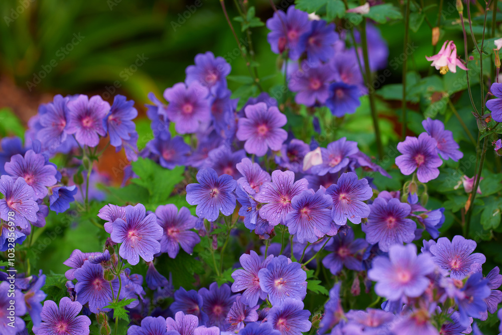 Cranesbill, purple or flowers in environment, botanical bush or park for natural blooming plants in nature. Geranium, blossom or countryside botany in ecosystem or outdoor meadow for floral growth Cranesbill, purple or flowers in environment, botanical bush or park for natural blooming plants in nature. Geranium, blossom or countryside botany in ecosystem or outdoor meadow for floral growth