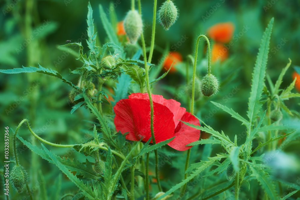 Fototapeta premium Poppy, flower and autumn ecosystem in nature garden with red, petals or blossom for morning growth. Environment, floral bush and botany, bloom and landscape in field for ecology or countryside plant