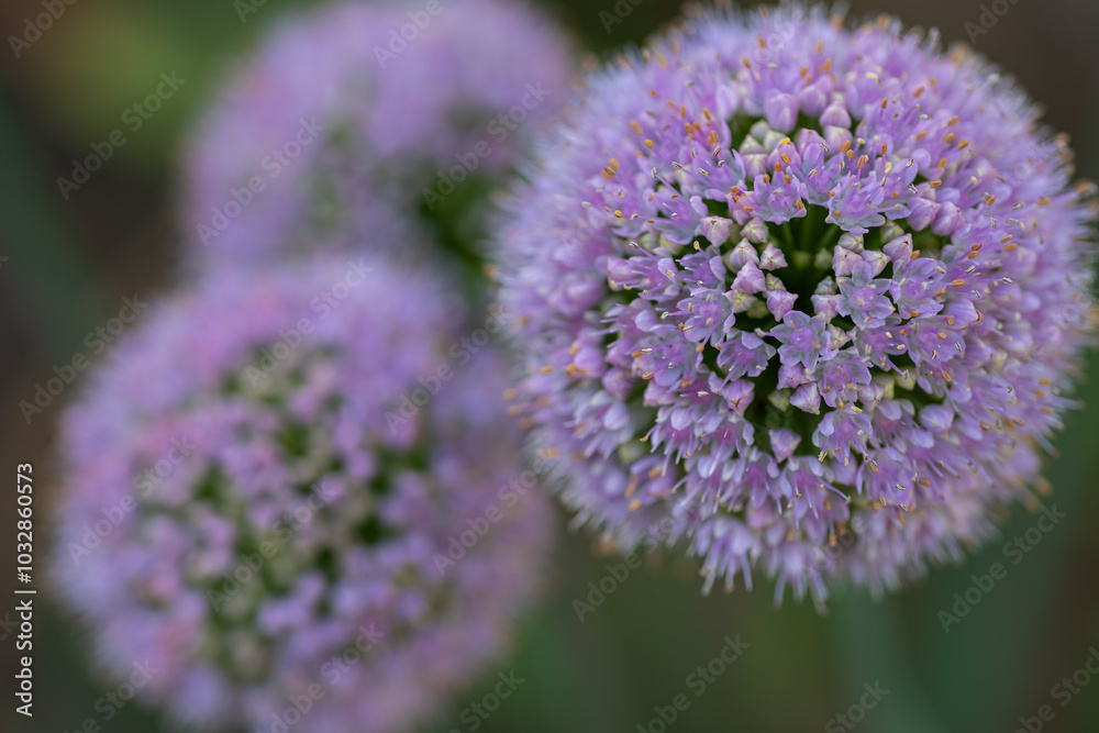 Close-up of blooming purple allium flowers on a sunny day. Concept of natural beauty, gardening, and the delicate details of flora in summer Close-up of blooming purple allium flowers on a sunny day. Concept of natural beauty, gardening, and the delicate details of flora in summer