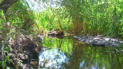 A river with swamp grass. A river with an old log and marsh grass. A beautiful stream with green cladium.