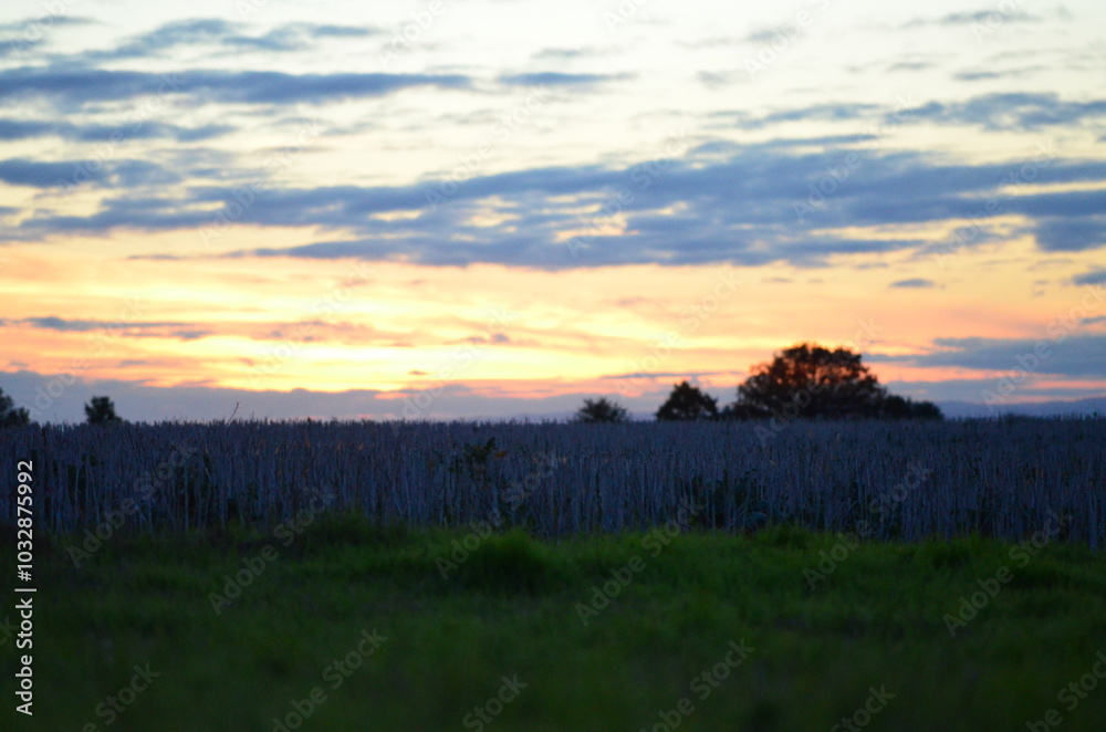 Obraz premium Beautiful sky background - Sunset Sunrise sky with light clouds and real sun