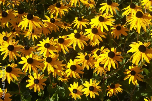 yellow rudbeckia flowers for natural background