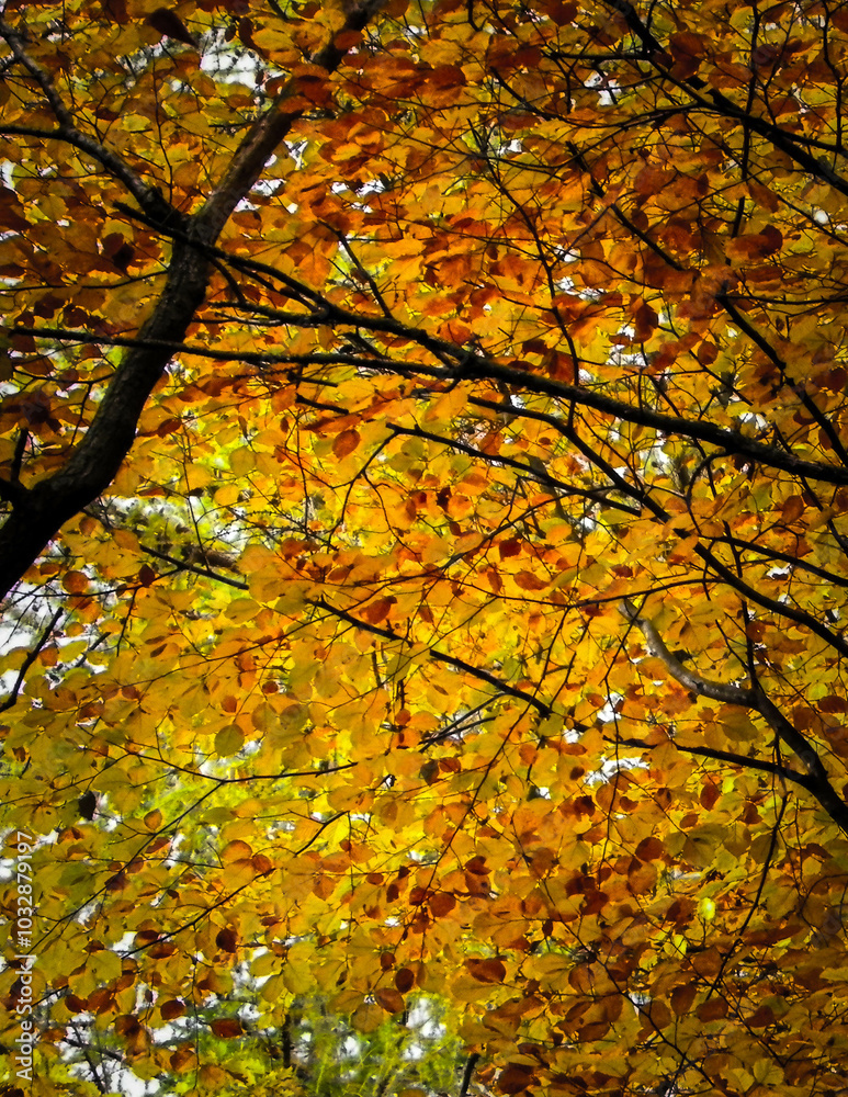 Branches with yellow leaves as nature background. Branches with yellow leaves as nature background.