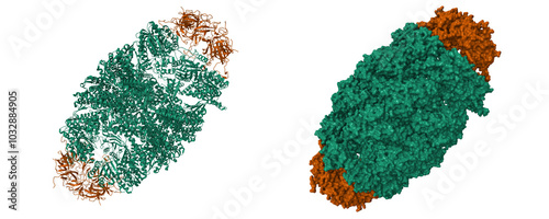 Crystal structure of the human mitochondrial chaperonin symmetrical 'football' complex. 3D cartoon and molecular surface models, PDB 4pj1 photo