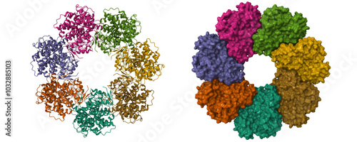 Human mitochondrial chaperonin mHsp60. 3D cartoon and molecular surface models, PDB 7l7s, chain id color scheme