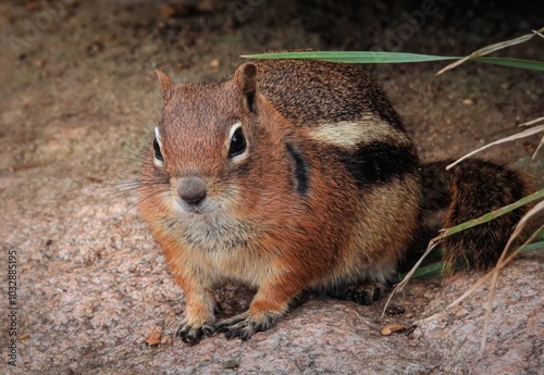 Golden-mantled Ground Squirrel (Callospermophilus lateralis) at the Cheyenne Mountain Zoo in Colorado Springs, Colorado photo