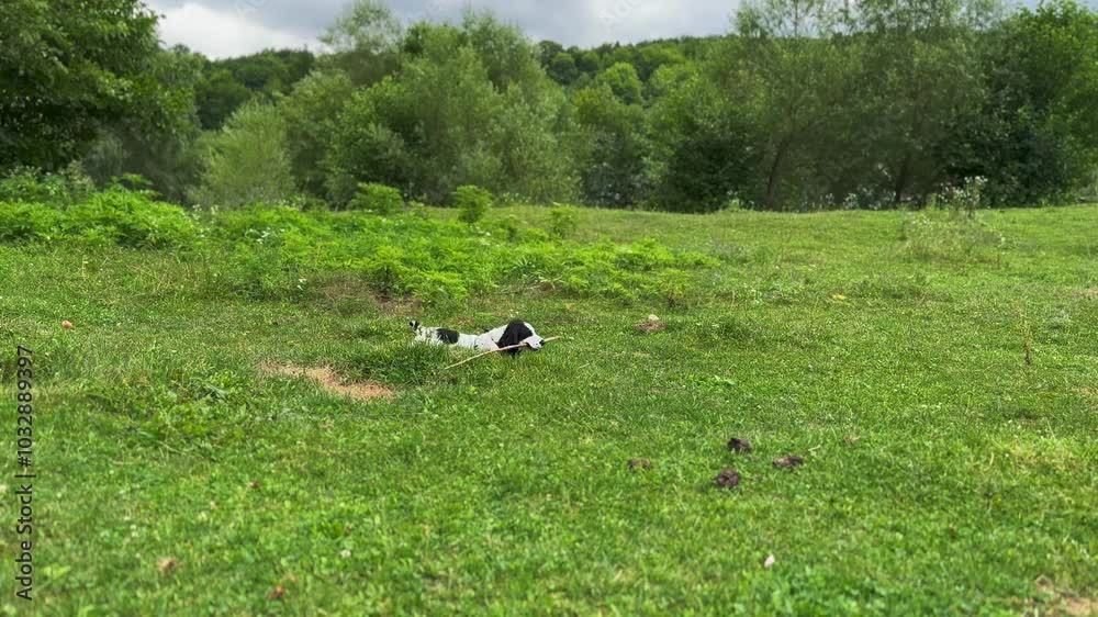 A white spaniel with black ears is running and playing on a green lawn in the village A white spaniel with black ears is running and playing on a green lawn in the village