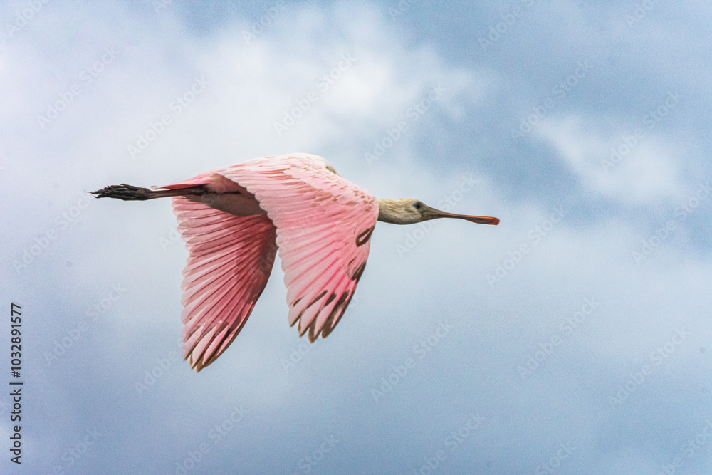 Obraz premium Roseate Spoonbill