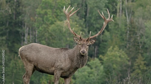 European red deer rutting season in nature