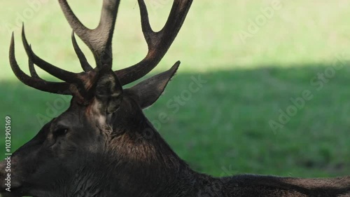 European red deer rutting season in nature