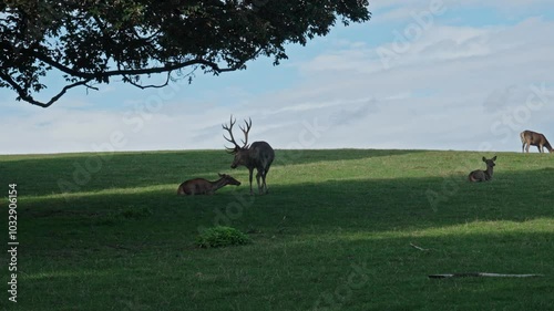 European red deer rutting season in nature