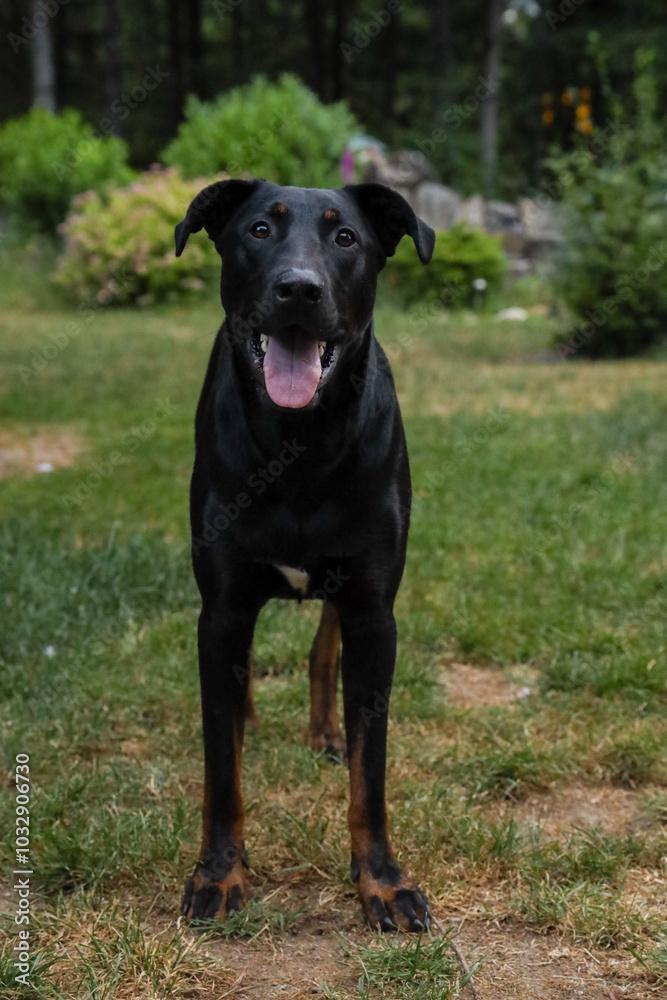 A happy black dog smiling at the camera A happy black dog smiling at the camera