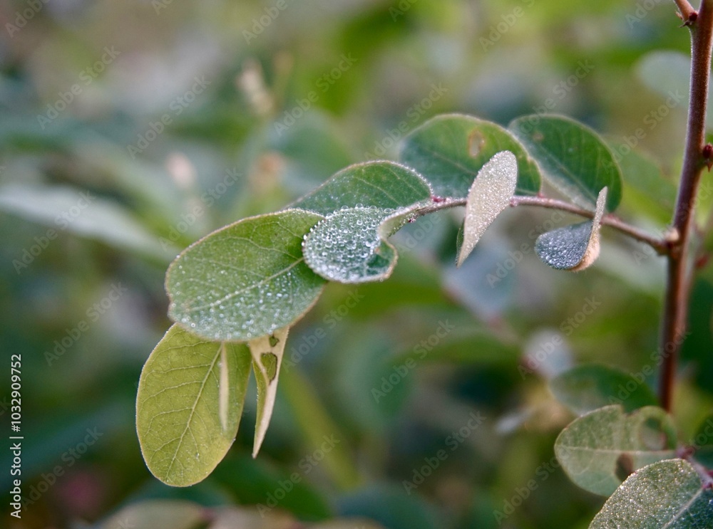 photo of green bidara leaves with clear dew on them photo of green bidara leaves with clear dew on them