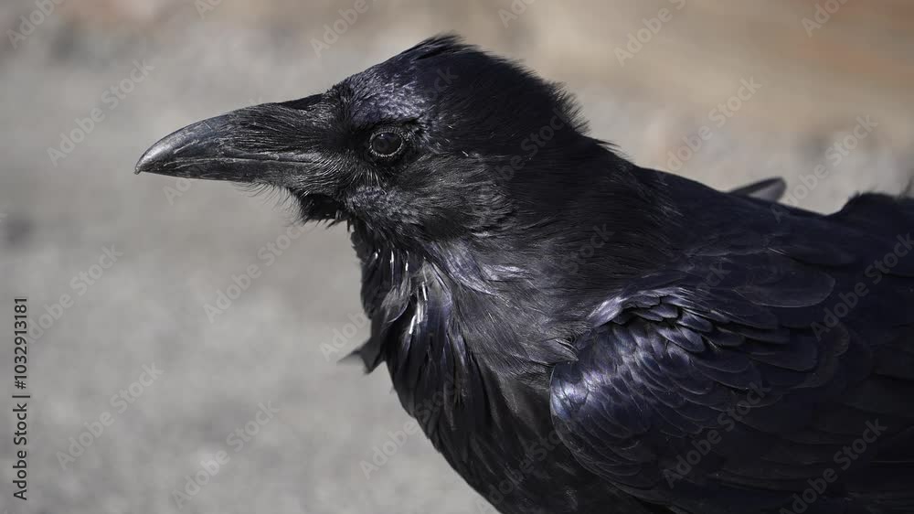 Close up of a raven as feathers blow in the wind in slow motion.