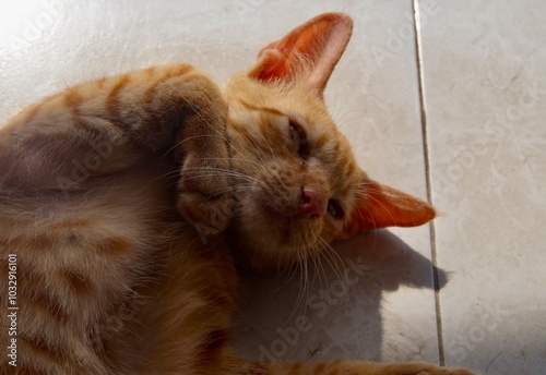 photo of orange cat sleeping on the floor with cute pose photo