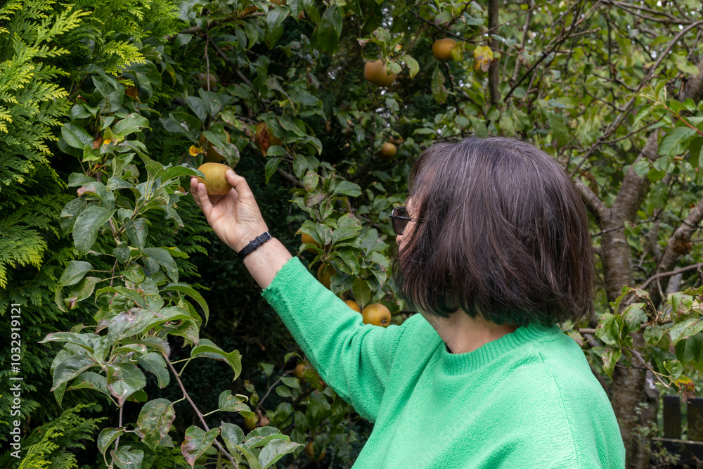 Woman's hands picking ripe Egremont Russet dessert apples from garden tree Woman's hands picking ripe Egremont Russet dessert apples from garden tree