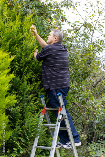 Man on ladder uses steel pole to hook high tree branches to pick ripe Egremont Russet dessert apple from garden tree photo