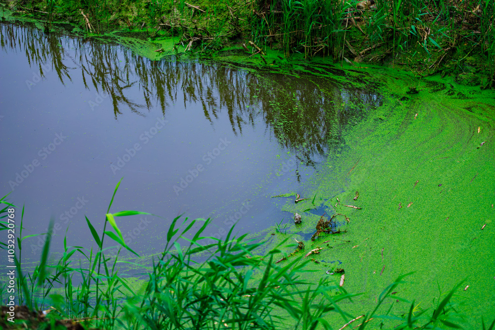 A pond with green algae floating on the surface
