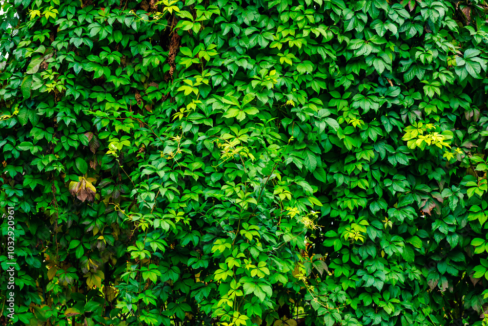 A lush green vine with leaves that are green and brown A lush green vine with leaves that are green and brown