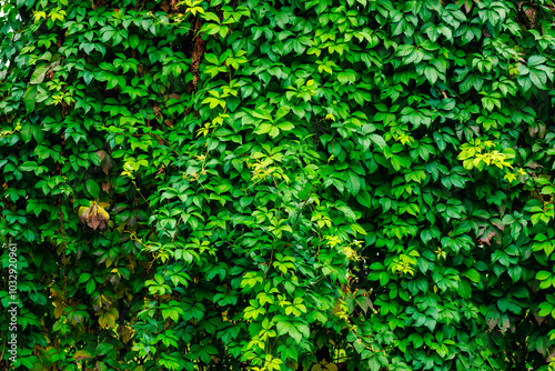 A lush green vine with leaves that are green and brown