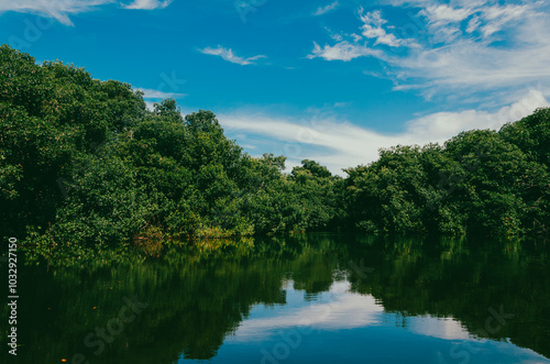 Beautiful mangroves with blue sky in Cispata Bay. San antero, Colombia. 