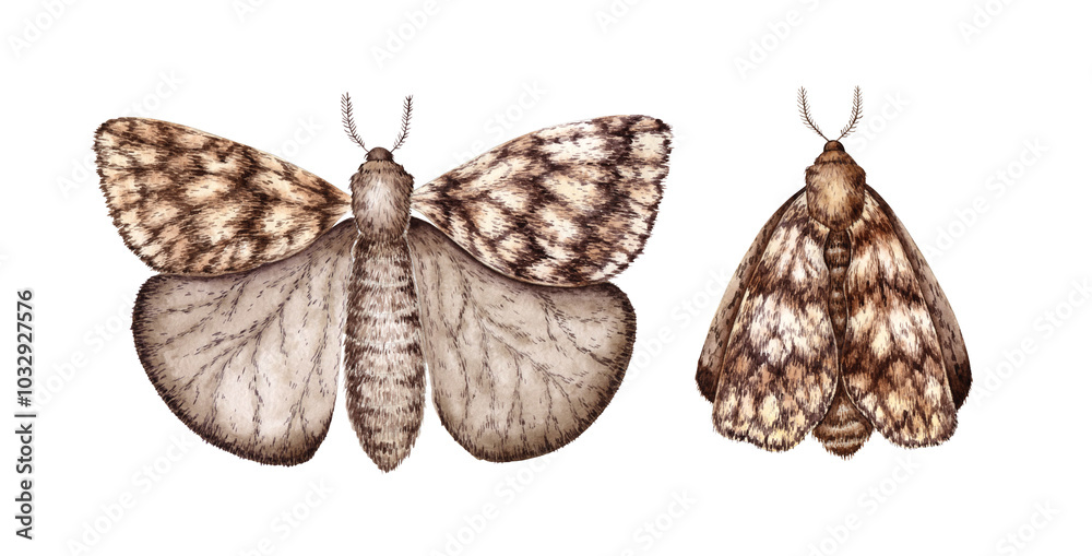 Naklejka premium Gray brown moth set, with wings folded and spread, watercolor illustration. Lepidoptera insect isolated from background. for festive design, interior, textiles, printing