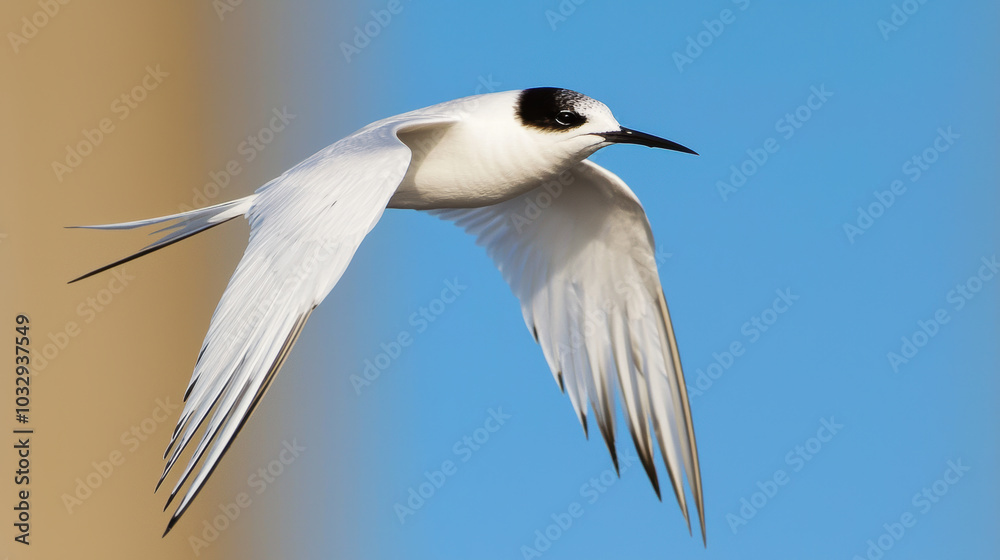 Soaring Arctic terns glide gracefully through clear blue sky Soaring Arctic terns glide gracefully through clear blue sky