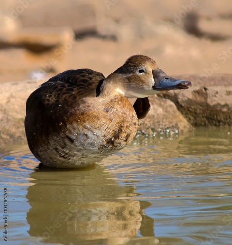 Beautiful and colorful birds in ecological reserves 