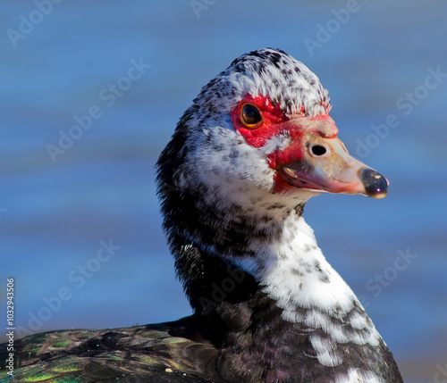 Beautiful and colorful birds in ecological reserves 