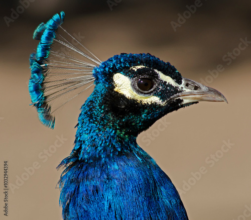 Beautiful and colorful birds in ecological reserves 