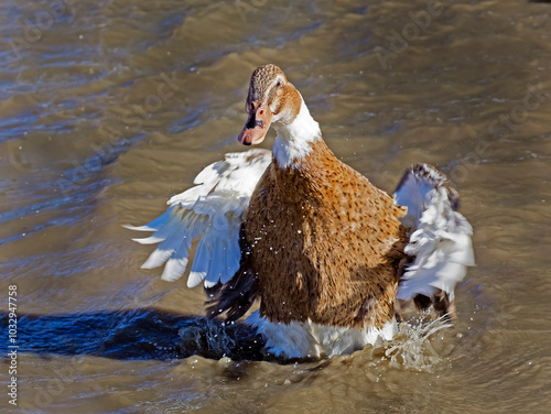 Beautiful and colorful birds in ecological reserves 