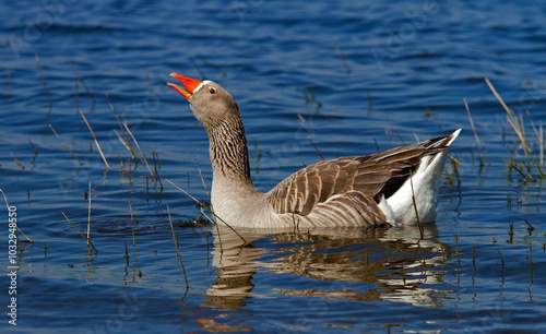 Beautiful and colorful birds in ecological reserves 