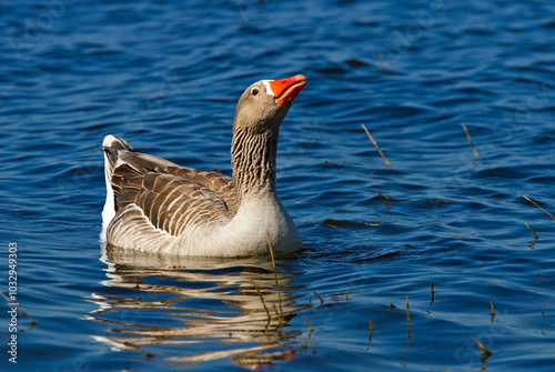 Beautiful and colorful birds in ecological reserves 